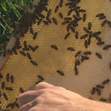 Good news! honeybees decline reversed